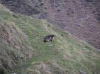 marmotta marmotta