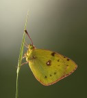 Colias crocea Colias crocea