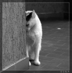 Niente foto..sono timido.. Niente foto..sono timido..