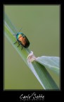 Chrysomelidae Chrysomelidae