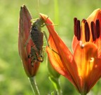 Che strana coppia Che strana coppia