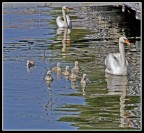 famiglia numerosa famiglia numerosa