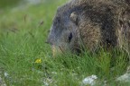 Marmotta Marmotta
