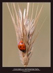 Se si osserva attentamente la coccinella sul suo "guscio" si pu vedere il riflesso sole che fa capolino dietro alcuni alberi del Parco del Pineto