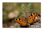 Polygonia Polygonia