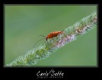 Altro Cantharidae Altro Cantharidae