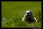 Marmotta Nivolet Marmotta Nivolet