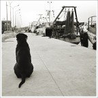 Cane di porto Cane di porto