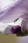 Tsunami Viola - IRIS...ed ospite Tsunami Viola - IRIS...ed ospite