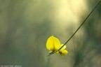 Punto giallo Punto giallo