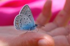 1/180 sec. f/11 a mano libera, Nikon d50 con Tamron 90 SP. La farfalla era in piena luce, cos ho detto alla bambina di chinarsi per farle ombra. La tutina rosa ha fatto il resto. Nel Piano Grande di Castelluccio, durante la pausa pranzo.