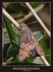 MACROGLOSSUM STELLATARUM (Ambientata) MACROGLOSSUM STELLATARUM (Ambientata)