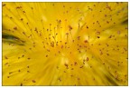 giallo giallo