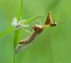 piccola mantide piccola mantide