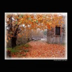 autunno2 autunno2