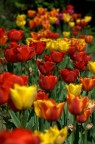 Fiori 4 Fiori 4
