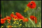 Papaveri Papaveri