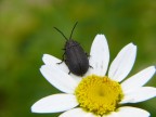 Credo si tratti di una Silpha Carinata, della famiglia delle Silphidae