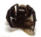 Ninna nanna Ninna nanna