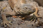 Iguana Iguana