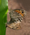 Love Butterfly Love Butterfly