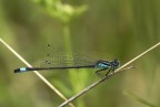 EOS 5D  f 5,6  1/200  ISO 200  100 macro  comp. esp. -1/3 
Mano libera luce naturale.