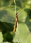 libellula2 libellula2