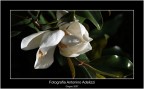 Magnolia Magnolia