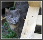 chi mi cerca? chi mi cerca?