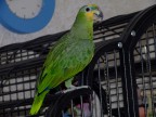 chicca chicca