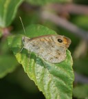 Lasiommata megera Lasiommata megera