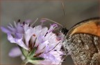 :. Intruso! .: :. Intruso! .: