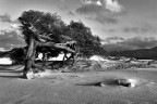 Ginepro B&W . Ginepro B&W .