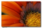 Close-up Close-up