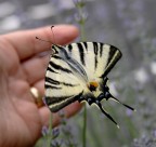 Da prendere al volo Da prendere al volo