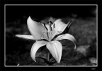 giglio b/n giglio b/n