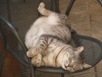 siesta siesta