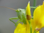 Tettigonia cantas