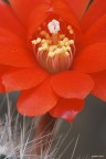 Dati di scatto:
1/3 sec
f/16
iso 100
treppiede


Fiore di Rebutia "pianta grassa"....critiche e suggerimenti sempre graditi :)