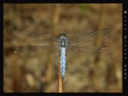 Libellula azzurra Libellula azzurra