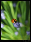 Coccinella Coccinella