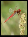 Libellula rossa Libellula rossa