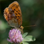 arabescata arabescata