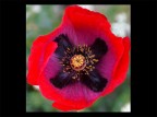 coquelicot coquelicot