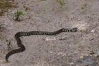 strizza mattutina strizza mattutina