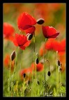 ...papaveri... ...papaveri...