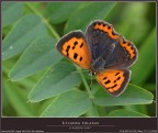 LYCAENA PHLAEAS LYCAENA PHLAEAS