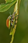 coleotteri