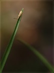Natural World
