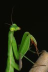 Mantide religiosa